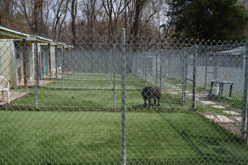 Dog Runs in Newark, Ohio